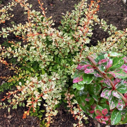 Berberis thunbergii 'Starburst' - Thunbergi kukerpuu 'Starburst' C3/3L